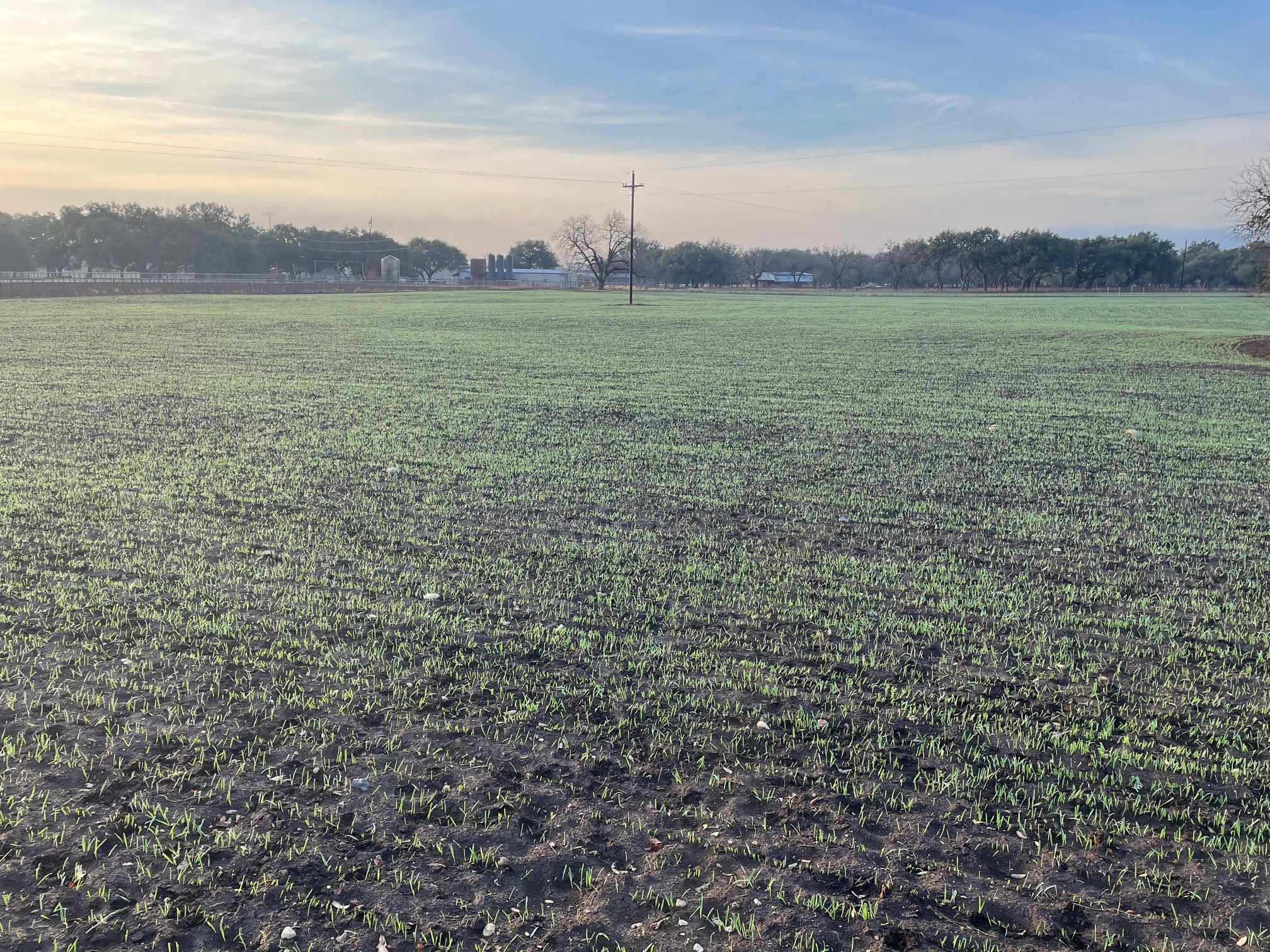 Moore Oats Crop Trial